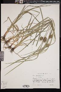 Carex louisianica image