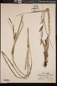 Carex hyalinolepis image