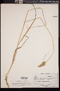 Carex laevivaginata image