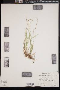 Carex lucorum image