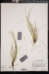 Carex lucorum image