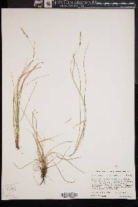 Carex lucorum image