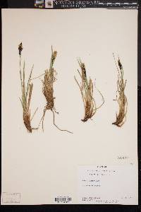 Carex lugens image