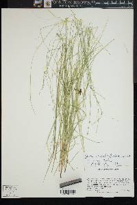 Carex radiata image