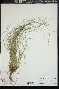 Carex radiata image