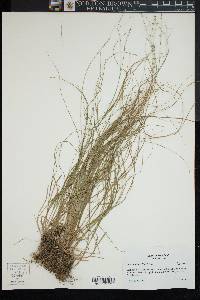 Carex radiata image