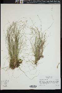 Carex radiata image