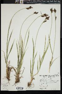 Carex raynoldsii image