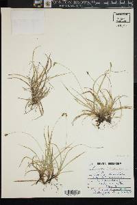 Carex richardsonii image