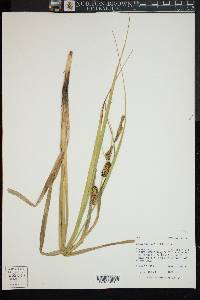 Carex rostrata image