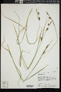 Carex saxatilis image