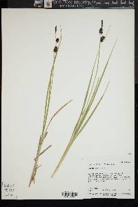 Carex saxatilis image