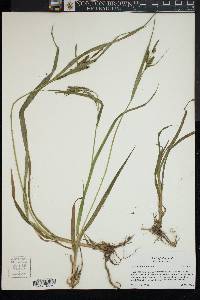 Carex scabrata image