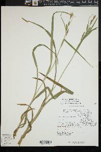 Carex scabrata image