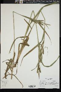 Carex scabrata image