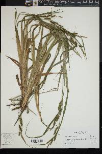 Carex scabrata image