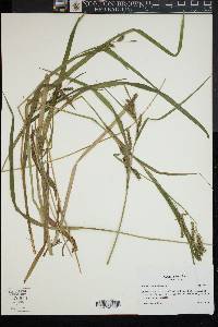 Carex scabrata image