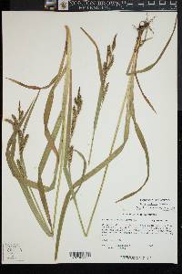 Carex scabrata image