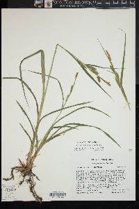 Carex scabrata image