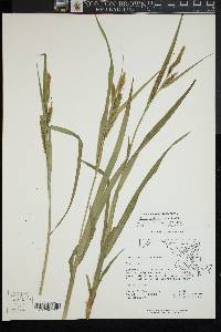 Carex scabrata image