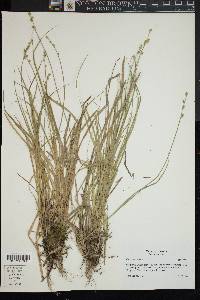 Carex seorsa image