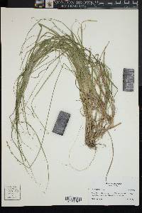 Carex seorsa image