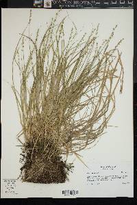 Carex seorsa image