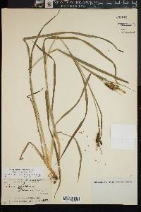 Carex shortiana image