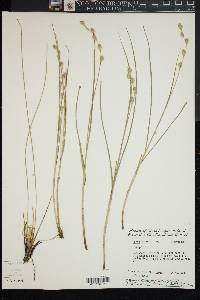 Carex silicea image