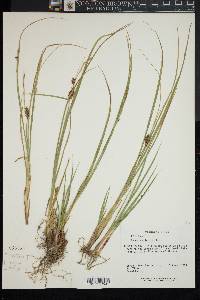 Carex spectabilis image