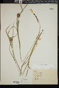 Carex squarrosa image