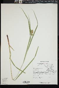 Carex squarrosa image