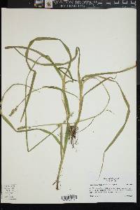 Carex stipata var. stipata image