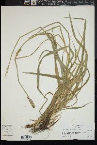 Carex stipata var. stipata image