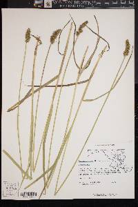 Carex stipata var. stipata image