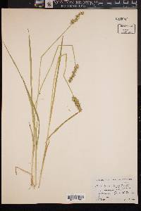 Carex stipata var. stipata image