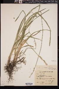 Carex stipata var. stipata image