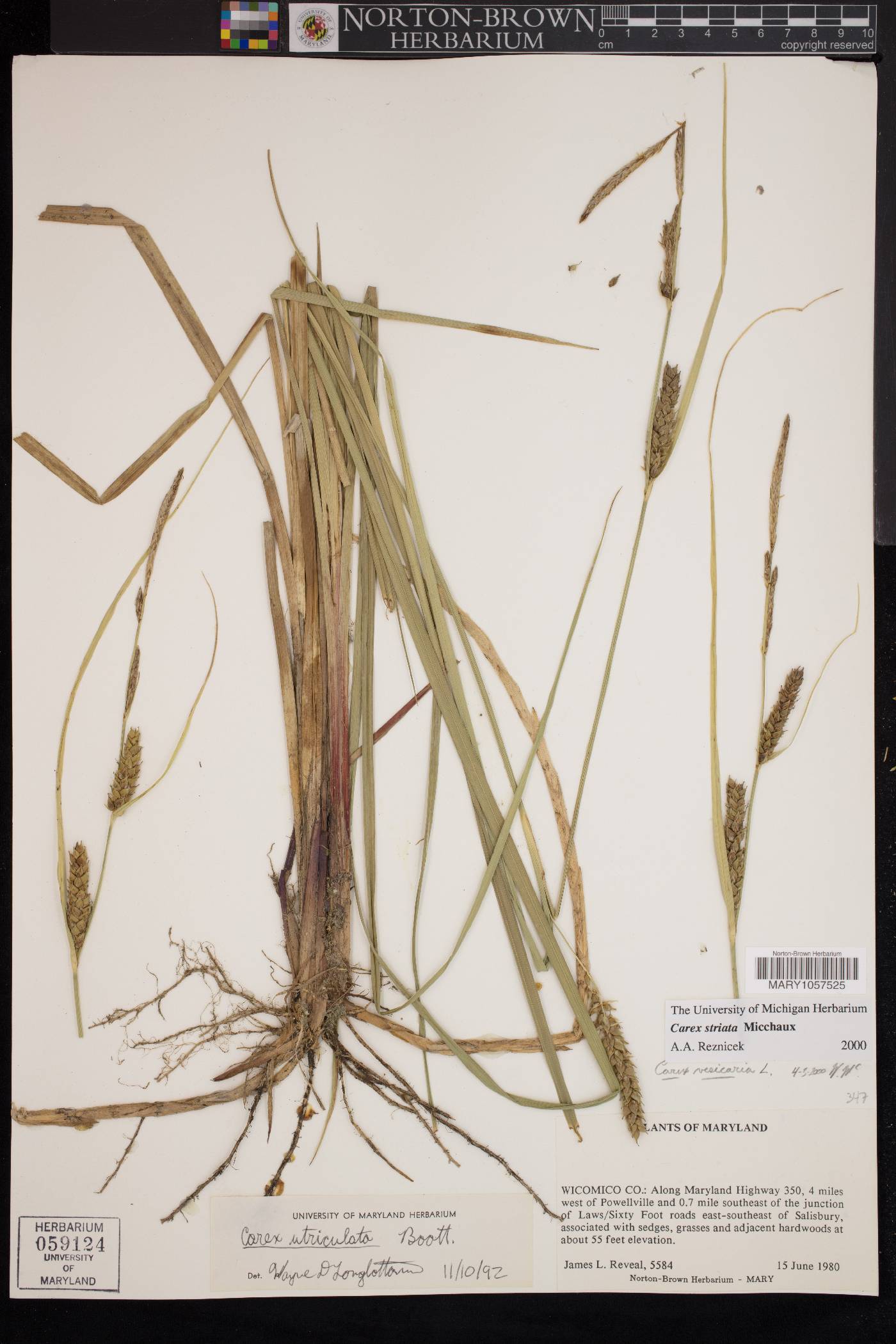 Carex striata image