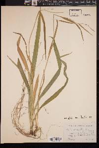 Carex striatula image