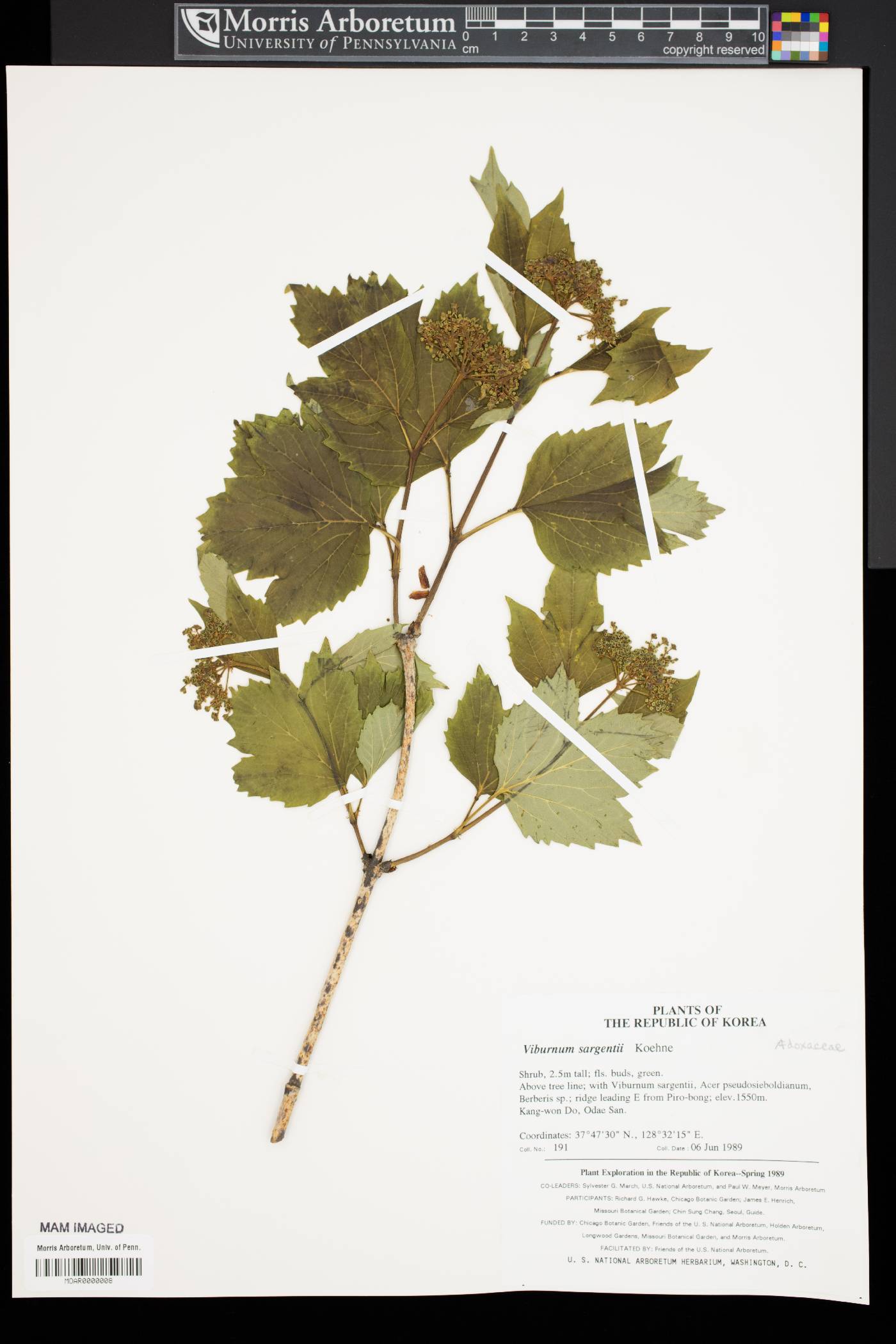 Viburnum sargentii image