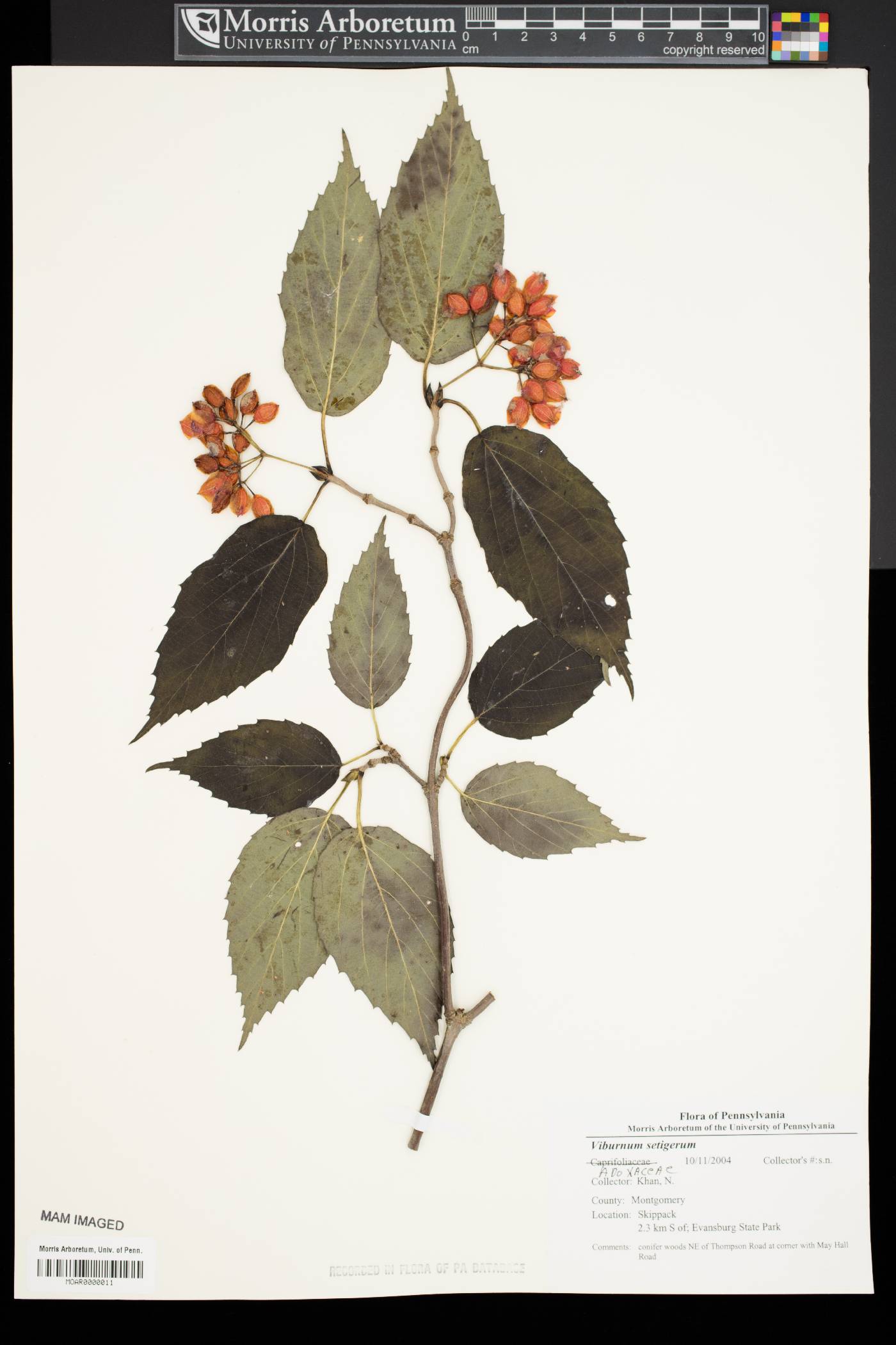 Viburnum setigerum image