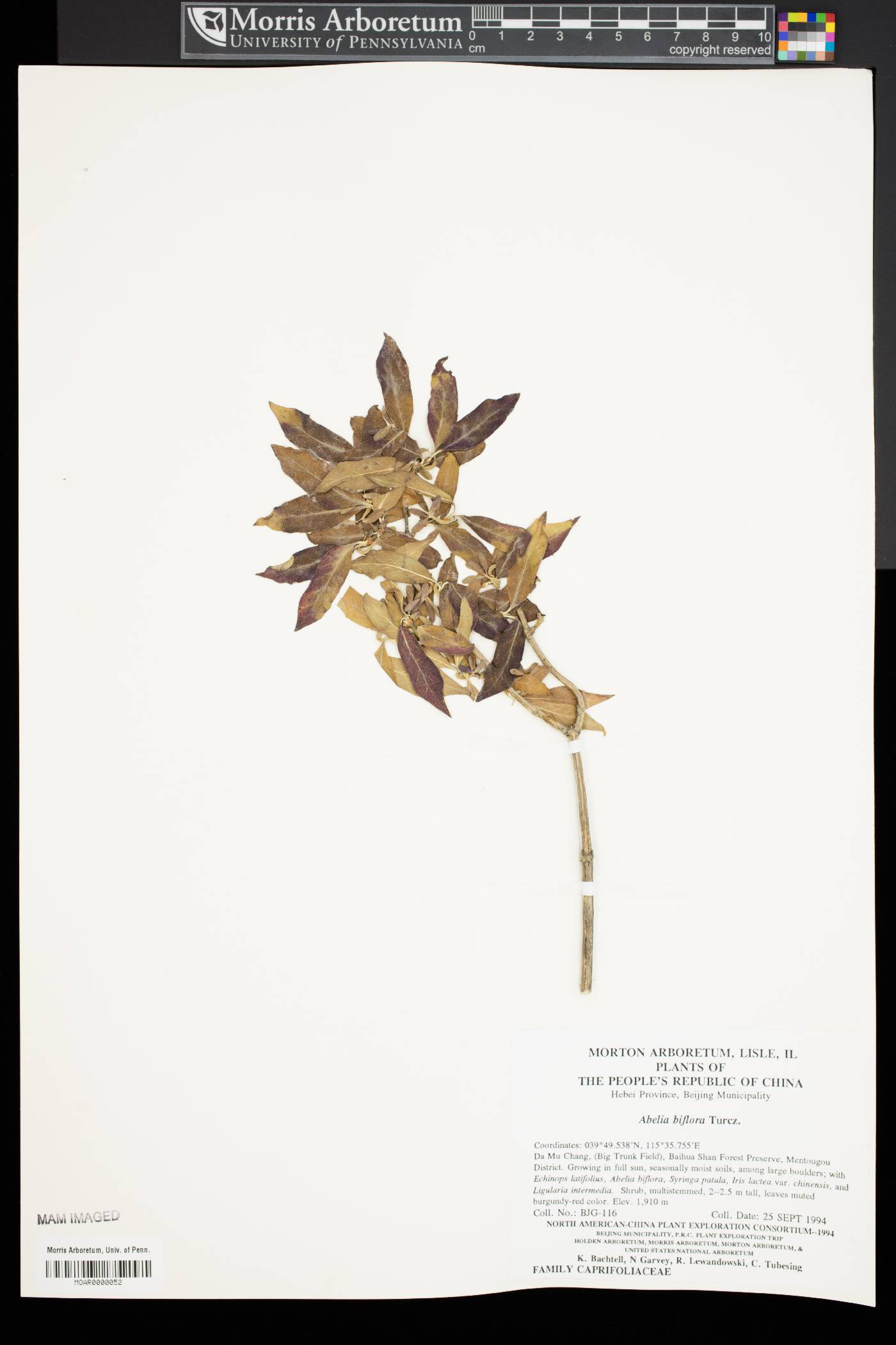 Abelia biflora image