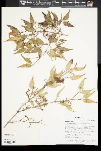 Abelia biflora image