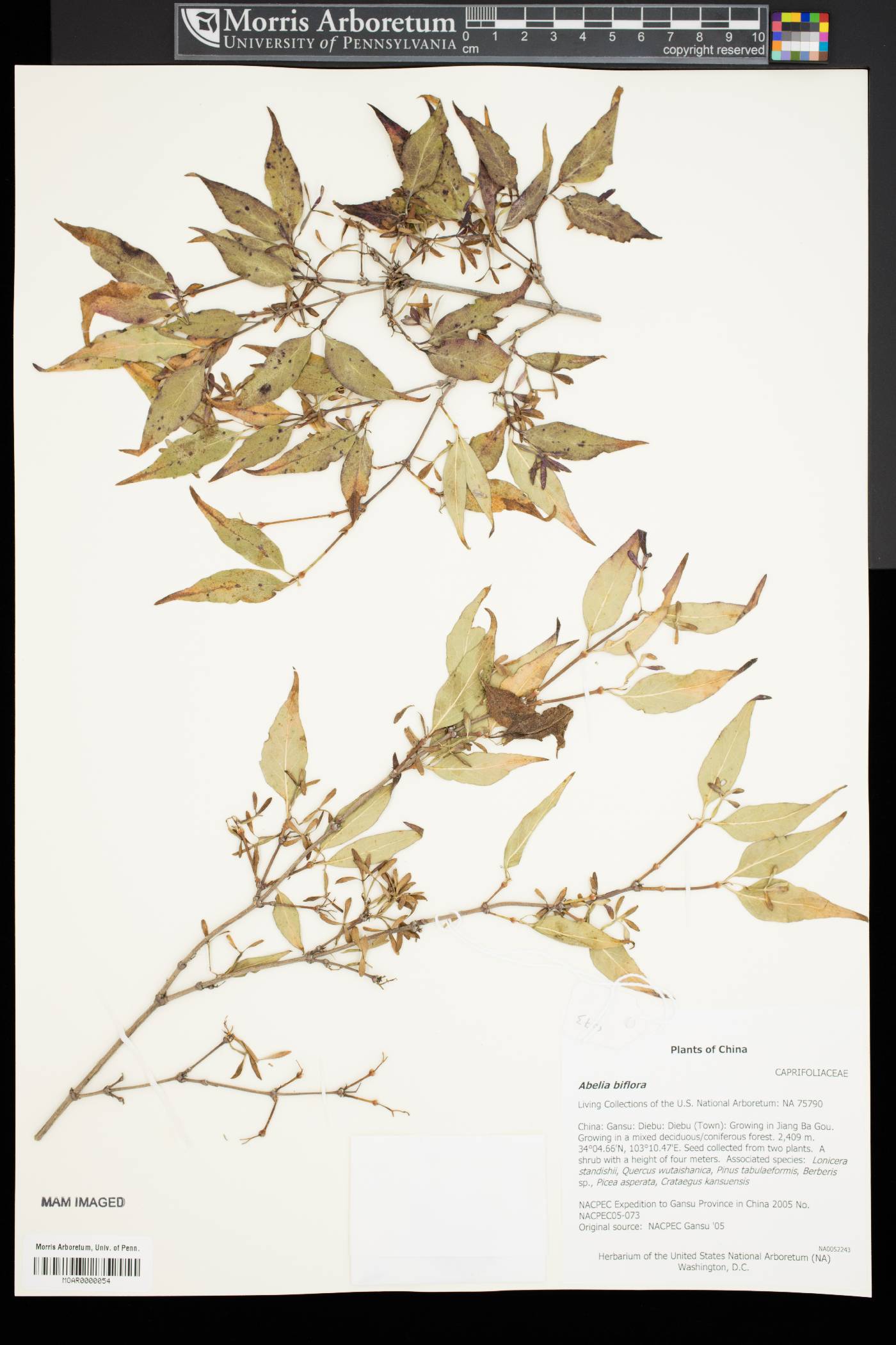 Abelia biflora image