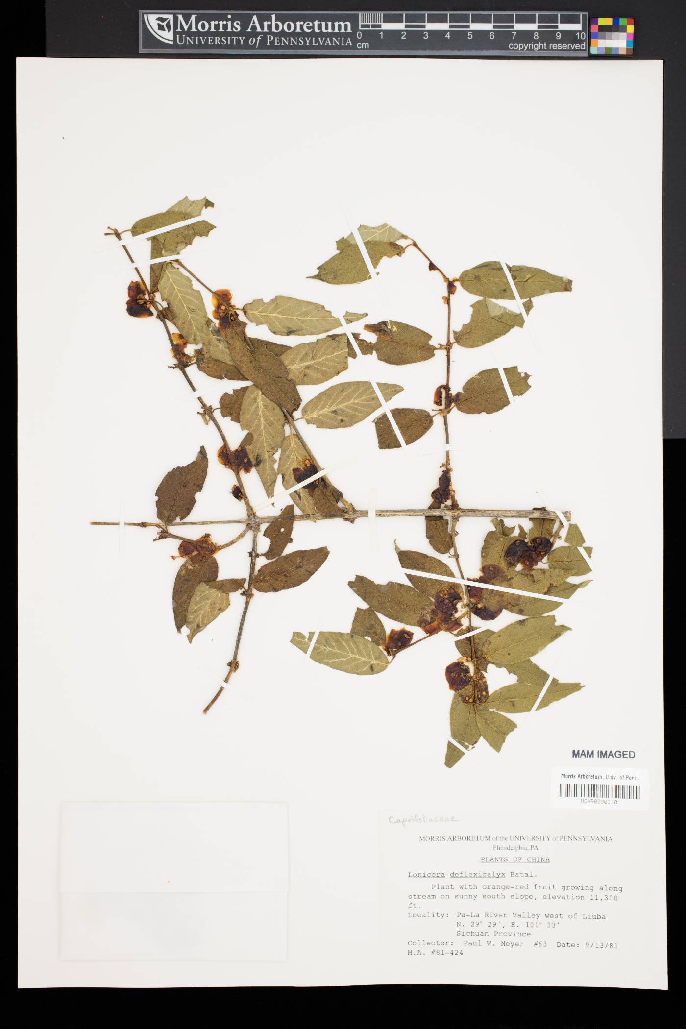 Lonicera trichosantha image