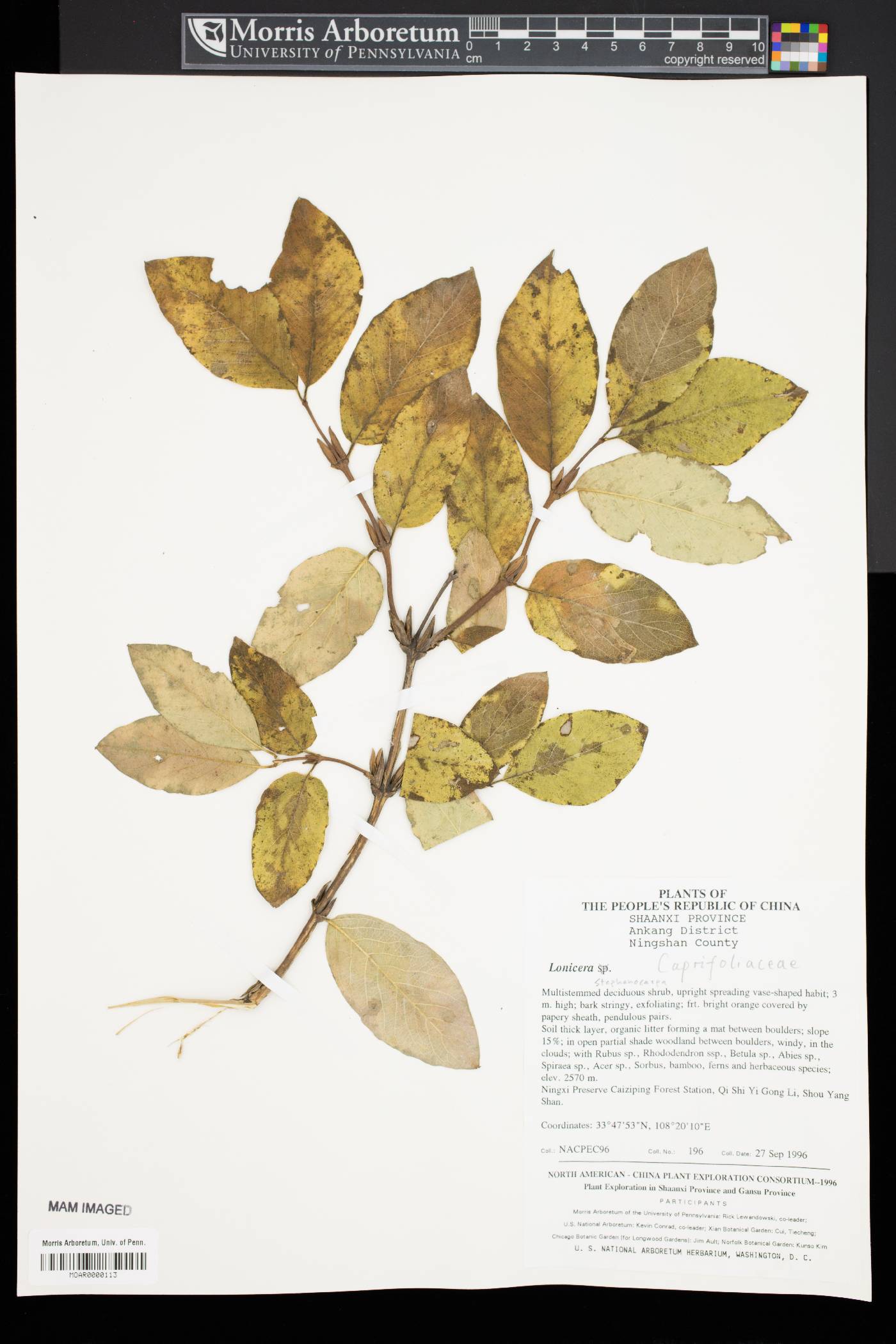 Lonicera stephanocarpa image