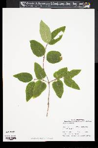 Lonicera canadensis image