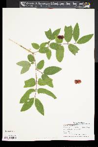 Lonicera canadensis image