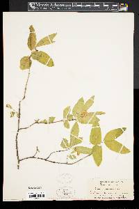 Lonicera canadensis image