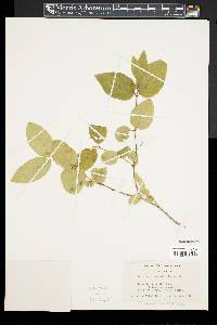 Lonicera canadensis image